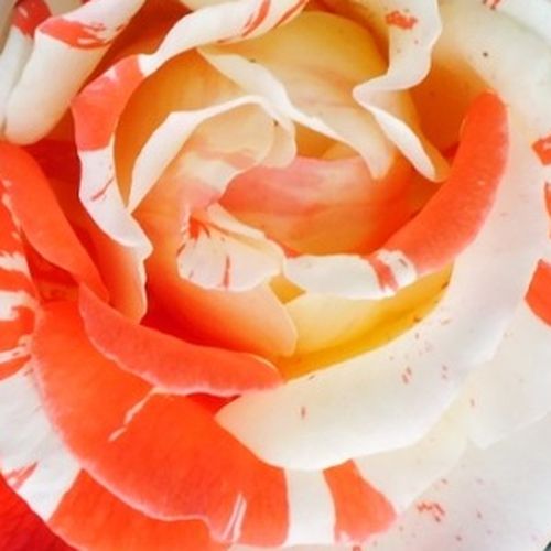 Comprar rosales online - Naranja - Blanco - Rosas Floribunda - rosa de fragancia discreta - Rosal új termék - Tom Carruth - -